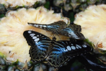 Butterfly Garden, Changi Airport