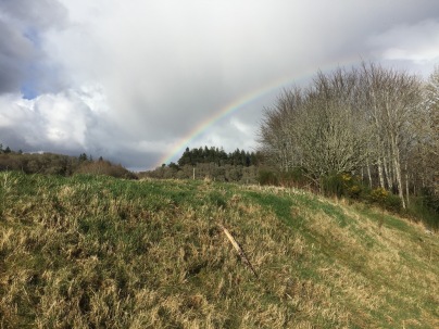 Rainbow over the brush