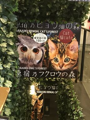 Owls or cats to make you relax during dinner ?